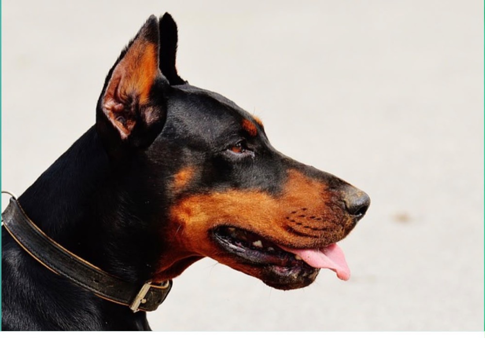 Retrato sereno de un perro